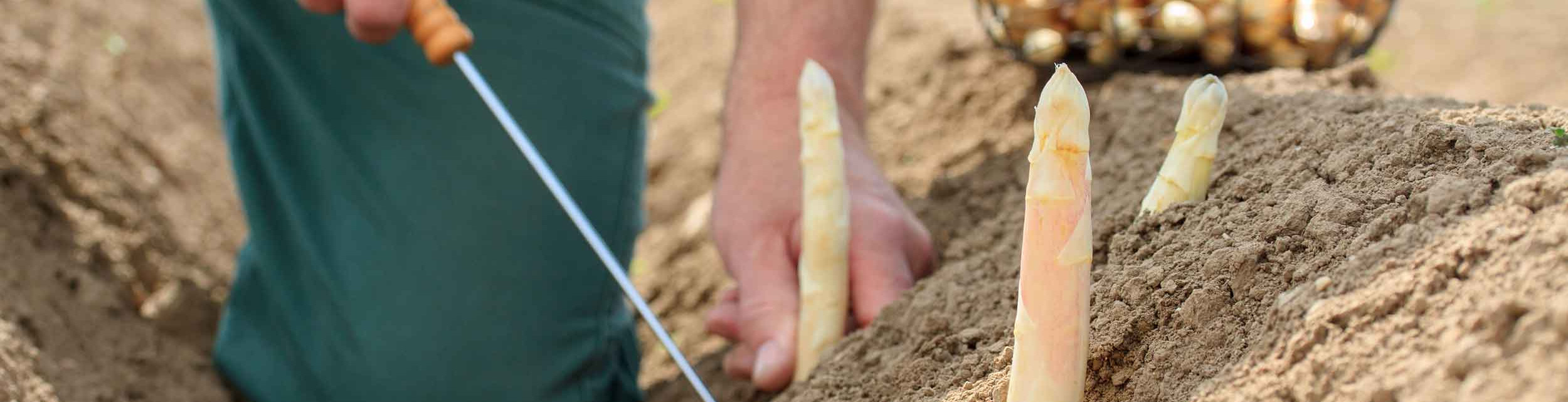 Rund um den Spargel